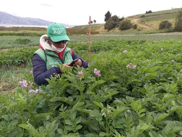 Chiquinquirá fue beneficiada del proyecto Boyacá Agro